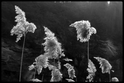 roseaux-lumiere-lac