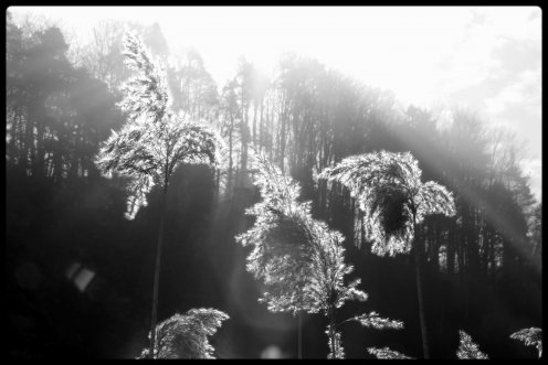 roseaux-lumiere-perolles-2