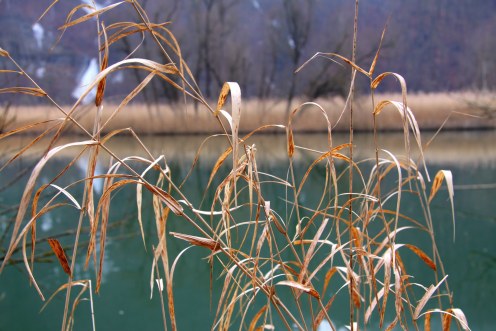 roseliere-lac-perolles