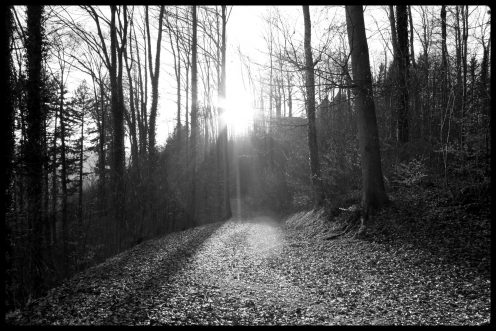 sentier-foret-perolles