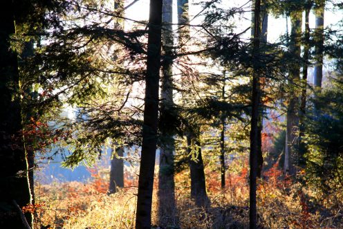 soleil-sous-bois