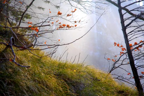 vegetation-lac-perolles