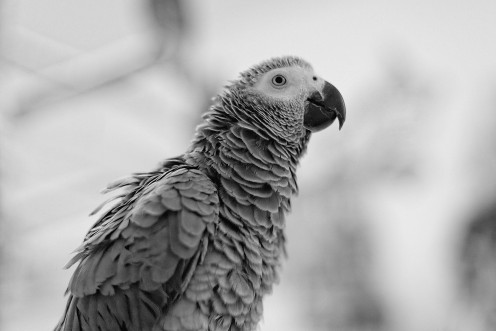gris-gabon