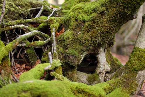 mousse-branches