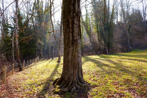 arbre-enracinement-lumiere