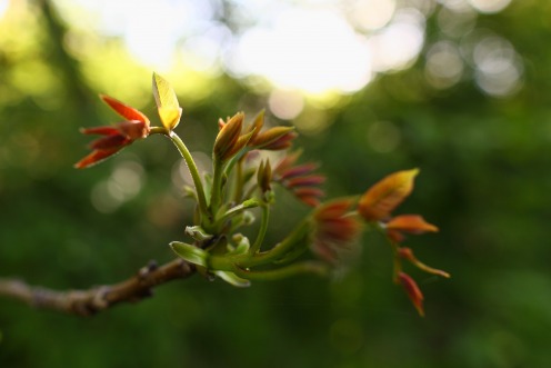 branche-bourgeonnante-printemps