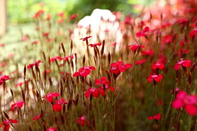 dianthus-deltoides-rouge