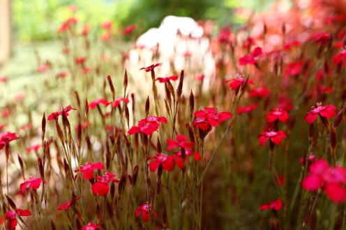 dianthus-deltoides-rouge