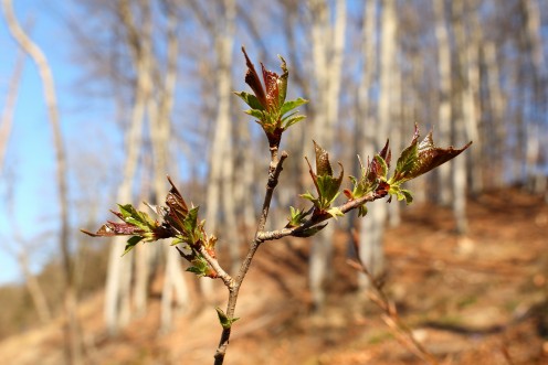 feuilles-bourgeons