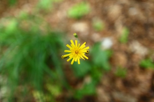 fleur-foret
