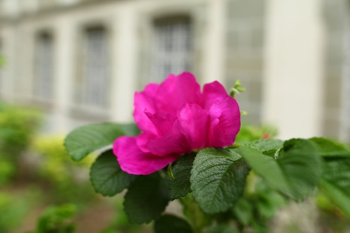 fleur-monastere-hauterive
