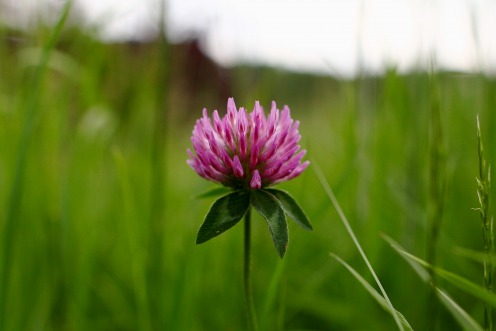 fleur-pre