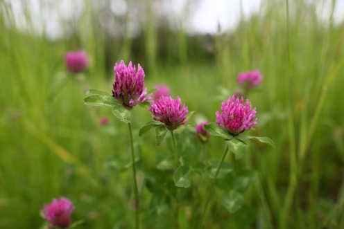 fleurs-des-pres