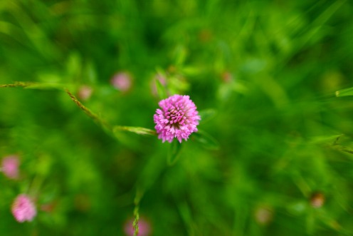 fleurs-pre