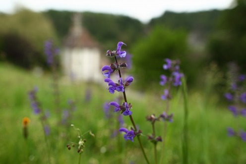 fleurs-pres-hauterive