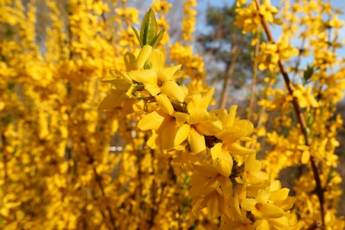 forsythias-printemps