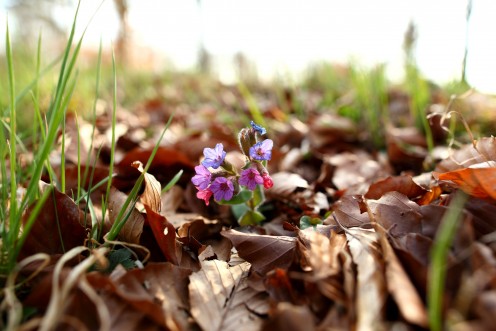 premieres-fleurs-printemps