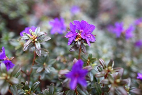 rhododendrons-fleurs-jardin