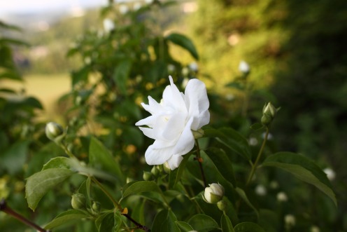 seringat-fleur