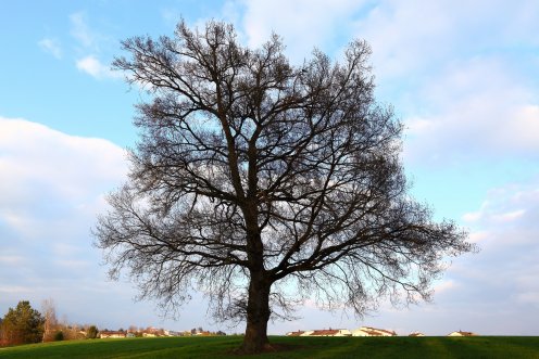 arbre-platy