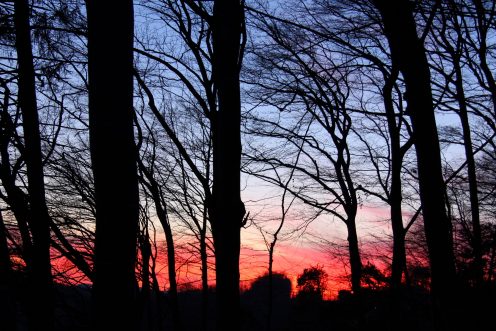 foret-soleil-couchant