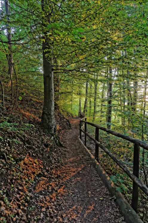 planafaye-perolles-bois-morts