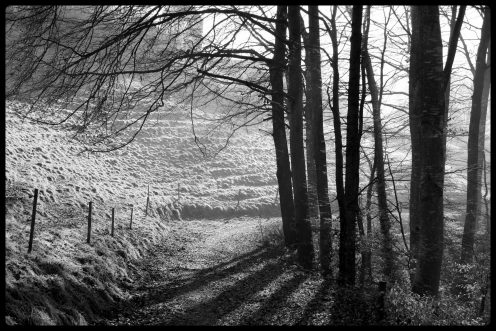sentier-forestier-planafaye